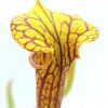 Sarracenia flava var. ornata (giant, F24 MK x giant, Sumatra), da seme, esemplari selezionati