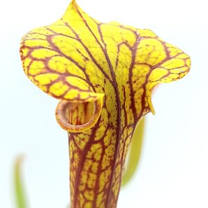 Sarracenia flava var. ornata (giant, F24 MK x giant, Sumatra), da seme, esemplari selezionati
