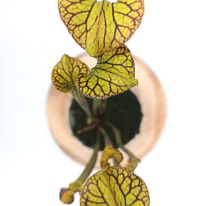Sarracenia flava var. ornata ("improved black veins" x self), da seme, esemplari selezionati