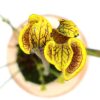 Sarracenia flava “lidless”, da seme, esemplari selezionati