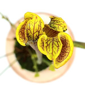 Sarracenia flava "lidless", da seme, esemplari selezionati