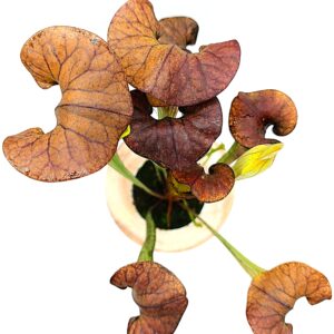 Sarracenia flava var. ornata "red rugelii" x (x 'Cancan'), da seme, esemplari selezionati