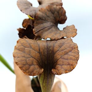 Sarracenia flava var. rubricorpora (T. Carow clone) x (x 'Cancan') - coppertop, da seme, esemplari selezionati