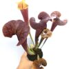 Sarracenia flava var. rubricorpora (T. Carow clone) x (x ‘Cancan’), da seme, esemplari selezionati