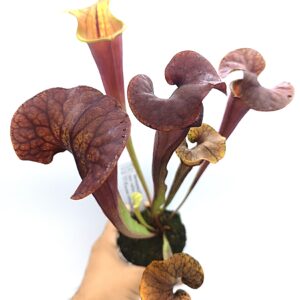 Sarracenia flava var. rubricorpora (T. Carow clone) x (x 'Cancan'), da seme, esemplari selezionati