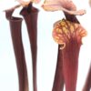 Sarracenia flava var. rubricorpora (giant, F24 MK x giant, Sumatra), da seme, esemplari selezionati