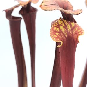 Sarracenia flava var. rubricorpora (giant, F24 MK x giant, Sumatra), da seme, esemplari selezionati