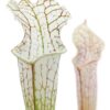 Sarracenia leucophylla (‘HCW’ cl. F x “bulbosa”), da seme, esemplari selezionati