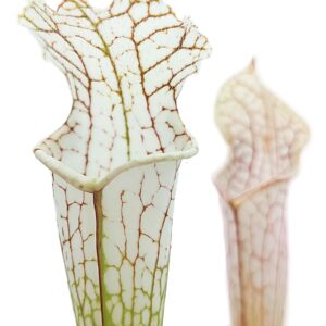 Sarracenia leucophylla ('HCW' cl. F x "bulbosa"), da seme, esemplari selezionati