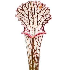 Sarracenia leucophylla (L10f MSr x "black sheer"), da seme, esemplari selezionati