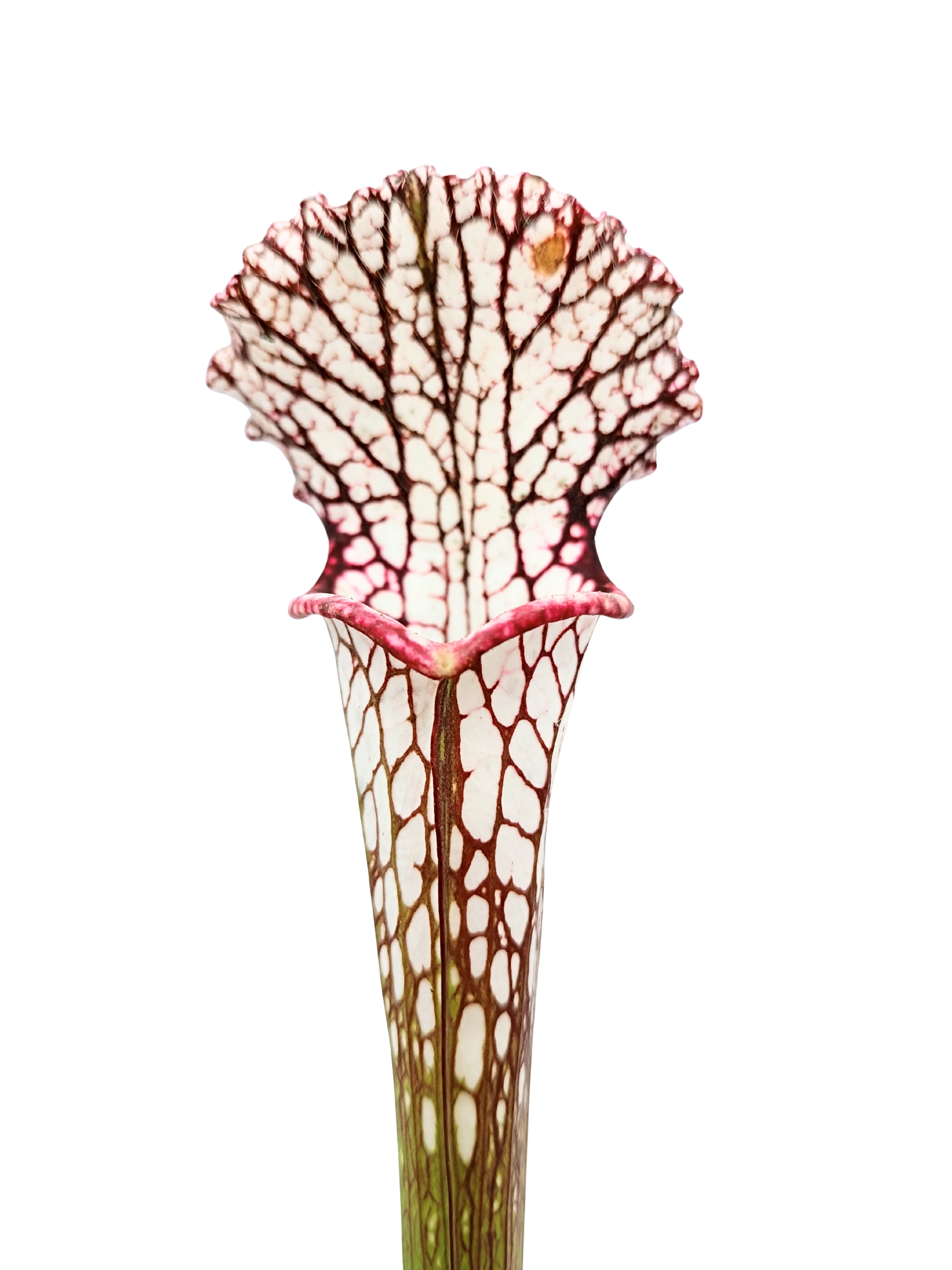 Sarracenia leucophylla (L10f MSr x “black sheer”), da seme, esemplari selezionati