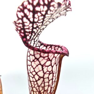 Sarracenia leucophylla ("bulbosa" x "black sheer"), da seme, esemplari selezionati