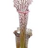Sarracenia leucophylla (“bulbosa” x “black sheer”), da seme, esemplari selezionati