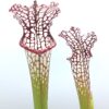 Sarracenia leucophylla (pink lip, Apalachicola N.F. x “black sheer”), da seme, esemplari selezionati