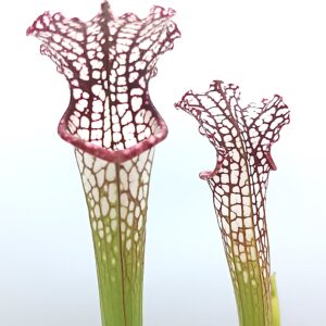Sarracenia leucophylla (pink lip, Apalachicola N.F. x "black sheer"), da seme, esemplari selezionati