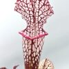 Sarracenia leucophylla (pink lip, Apalachicola N.F. x “black sheer”), da seme, esemplari selezionati