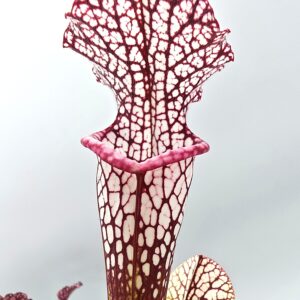 Sarracenia leucophylla (pink lip, Apalachicola N.F. x "black sheer"), da seme, esemplari selezionati