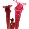 Sarracenia leucophylla (pink lip, Apalachicola N.F.) x (x ‘Metallized’), da seme, esemplari selezionati