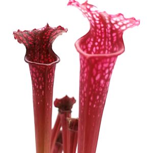 Sarracenia leucophylla (pink lip, Apalachicola N.F.) x (x 'Metallized'), da seme, esemplari selezionati