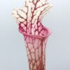 Sarracenia leucophylla var. alba (L131 MK × self), da seme, esemplari selezionati
