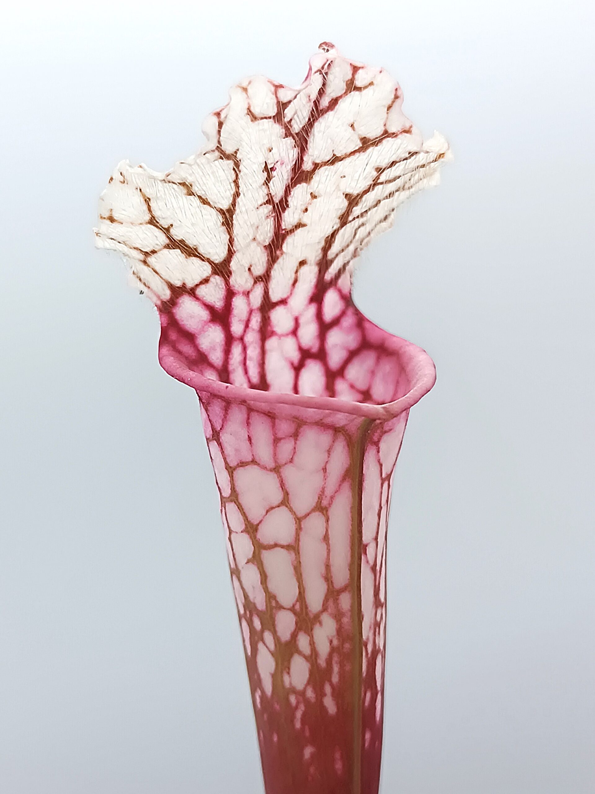 Sarracenia leucophylla var. alba (L131 MK x self)1