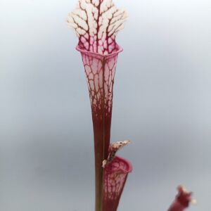 Sarracenia leucophylla var. alba (L131 MK x self)2
