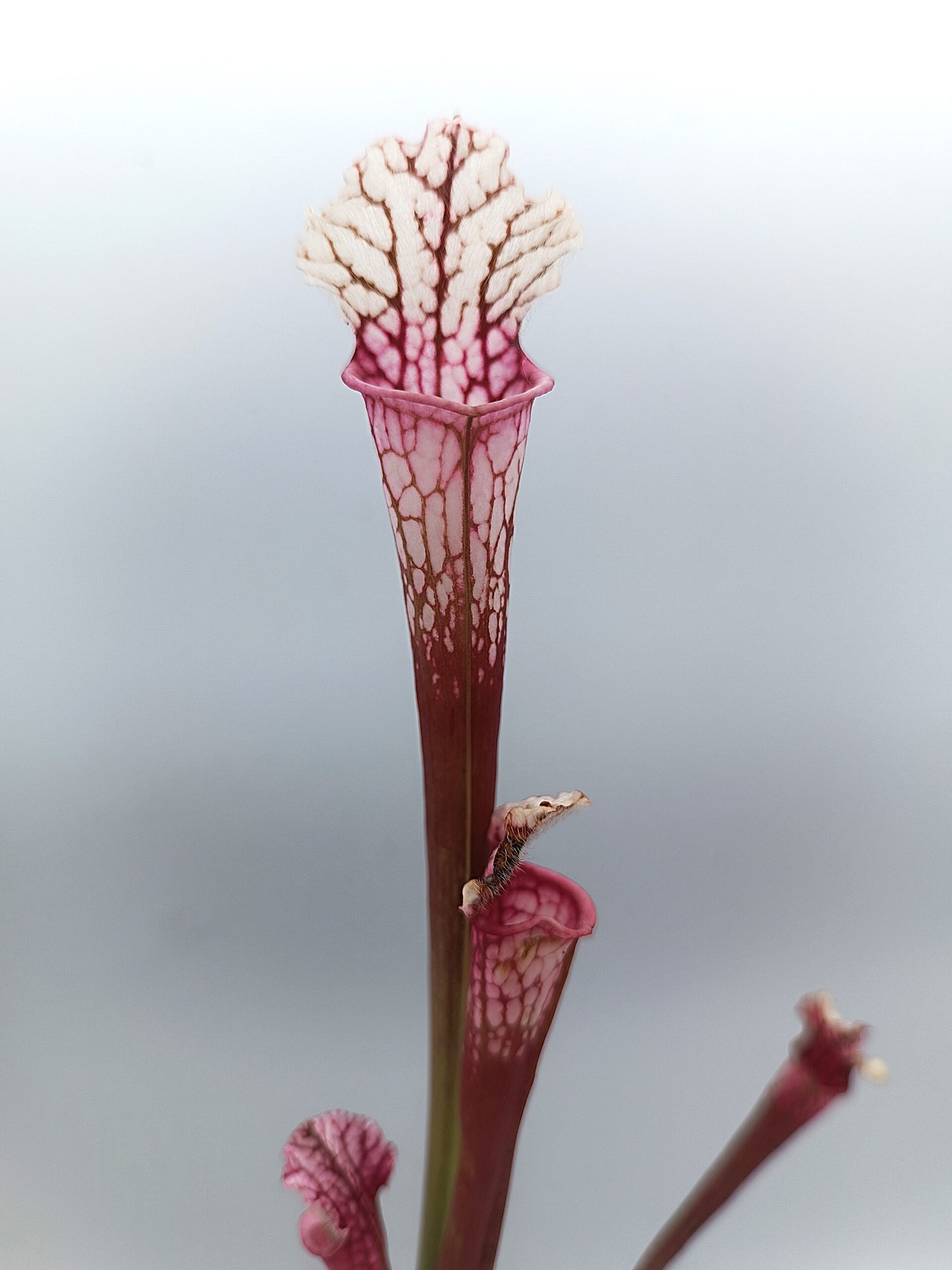 Sarracenia leucophylla var. alba (L131 MK x self)2