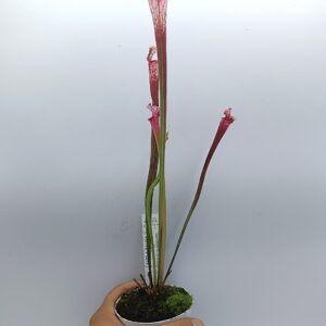 Sarracenia leucophylla var. alba (L131 MK x self)3