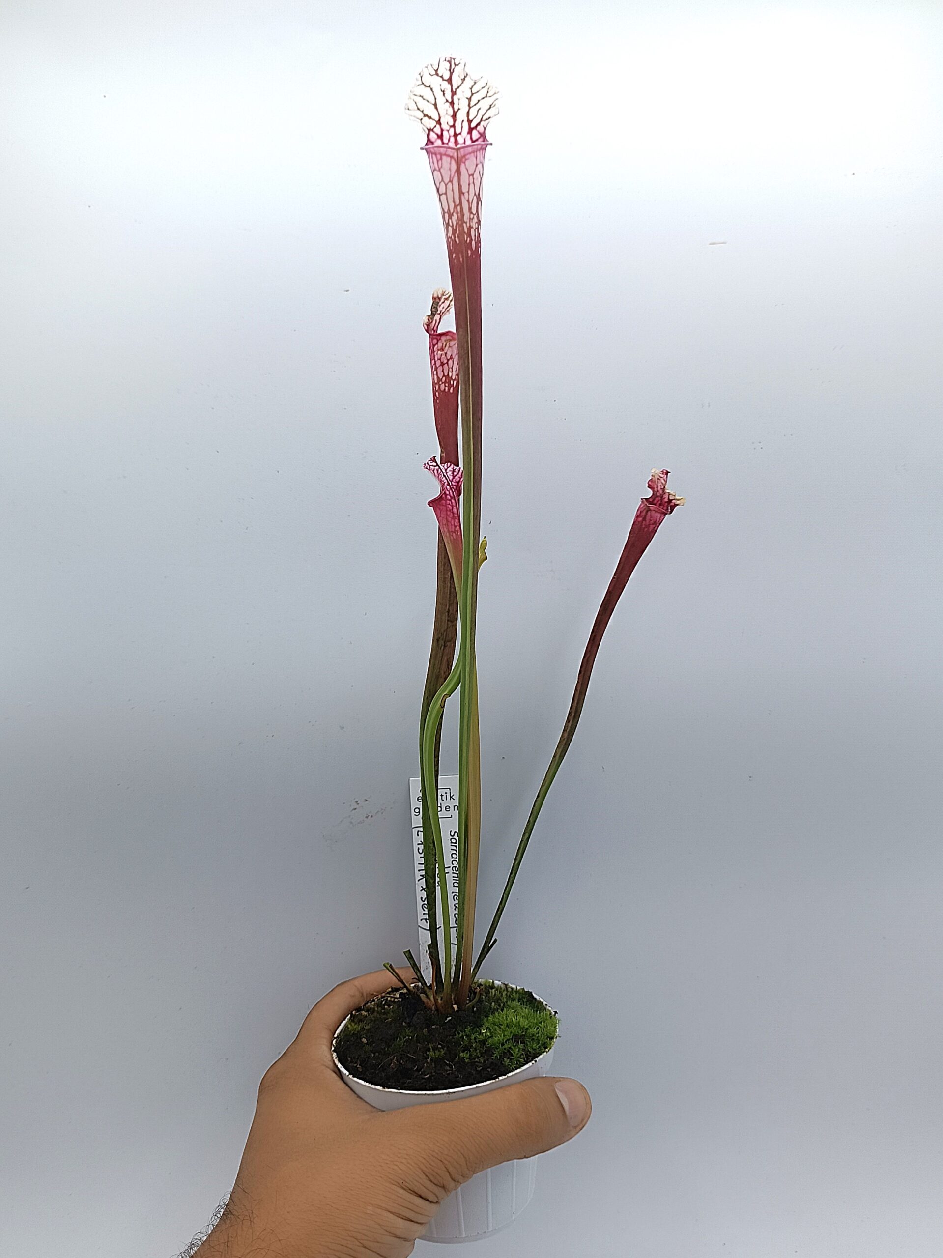 Sarracenia leucophylla var. alba (L131 MK x self)3
