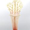 Sarracenia leucophylla var. alba (L131 MK × self), da seme, esemplari selezionati