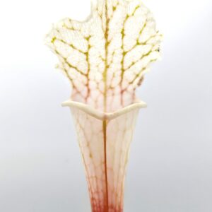 Sarracenia leucophylla var. alba (L131 MK × self), da seme, esemplari selezionati