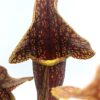 Sarracenia rosea “Chipola giant” x O.P., da seme, esemplari assortiti