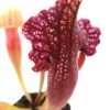 Sarracenia rosea “Chipola giant” x (x moorei “a porais”), da seme, esemplari selezionati
