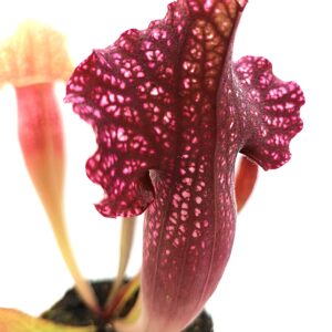 Sarracenia rosea "Chipola giant" x (x moorei "a porais"), da seme, esemplari selezionati
