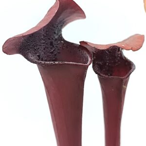 Sarracenia (x "ASBO") x (x 'Metallized'), da seme, esemplari selezionati