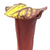 Sarracenia (x “ASBO”) x (x “black knight”), da seme, esemplari selezionati
