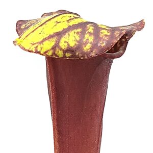 Sarracenia (x "ASBO") x (x "black knight"), da seme, esemplari selezionati