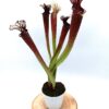 Sarracenia (x “fucsia”) x (x “bloody punch”), da seme, esemplari selezionati