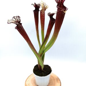 Sarracenia (x "fucsia") x (x "bloody punch"), da seme, esemplari selezionati