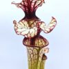 Sarracenia (x “fuchsia”) x (x “bloody punch”), da seme, esemplari selezionati