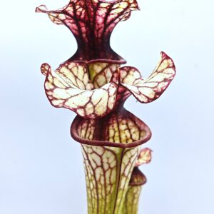 Sarracenia (x "fuchsia") x (x "bloody punch"), da seme, esemplari selezionati