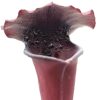 Sarracenia (x ‘Leah Wilkerson’) x (x “ASBO”), da seme, esemplari selezionati