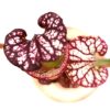 Sarracenia (x “Tyrex”) x (x “bloody punch”), da seme, esemplari selezionati