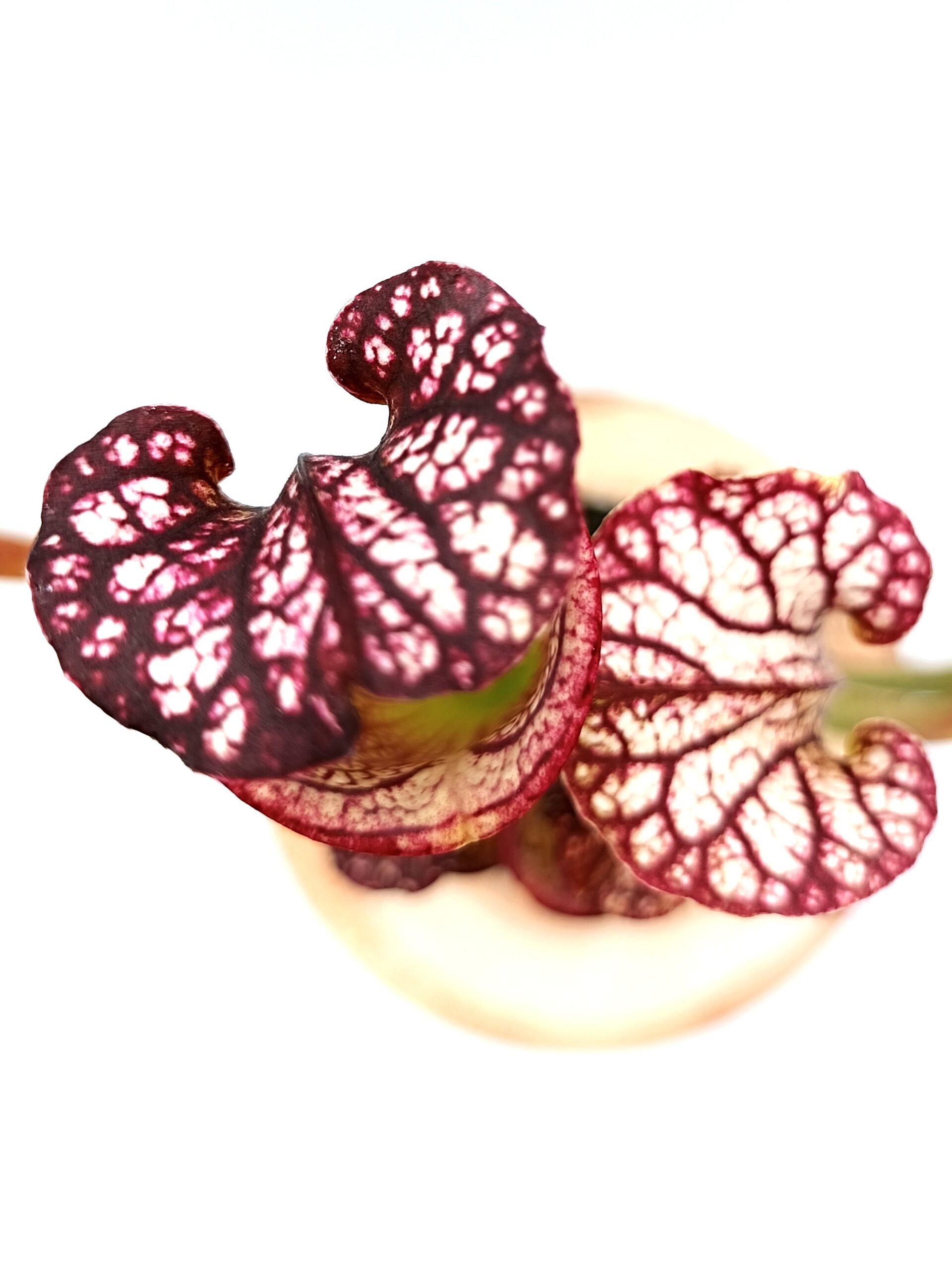 Sarracenia (x Tyrex) x (x bloody punch)1