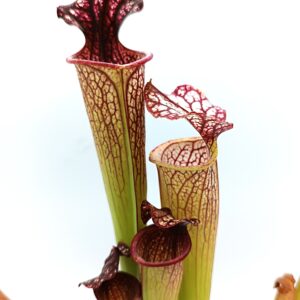 Sarracenia (x Tyrex) x (x bloody punch)2