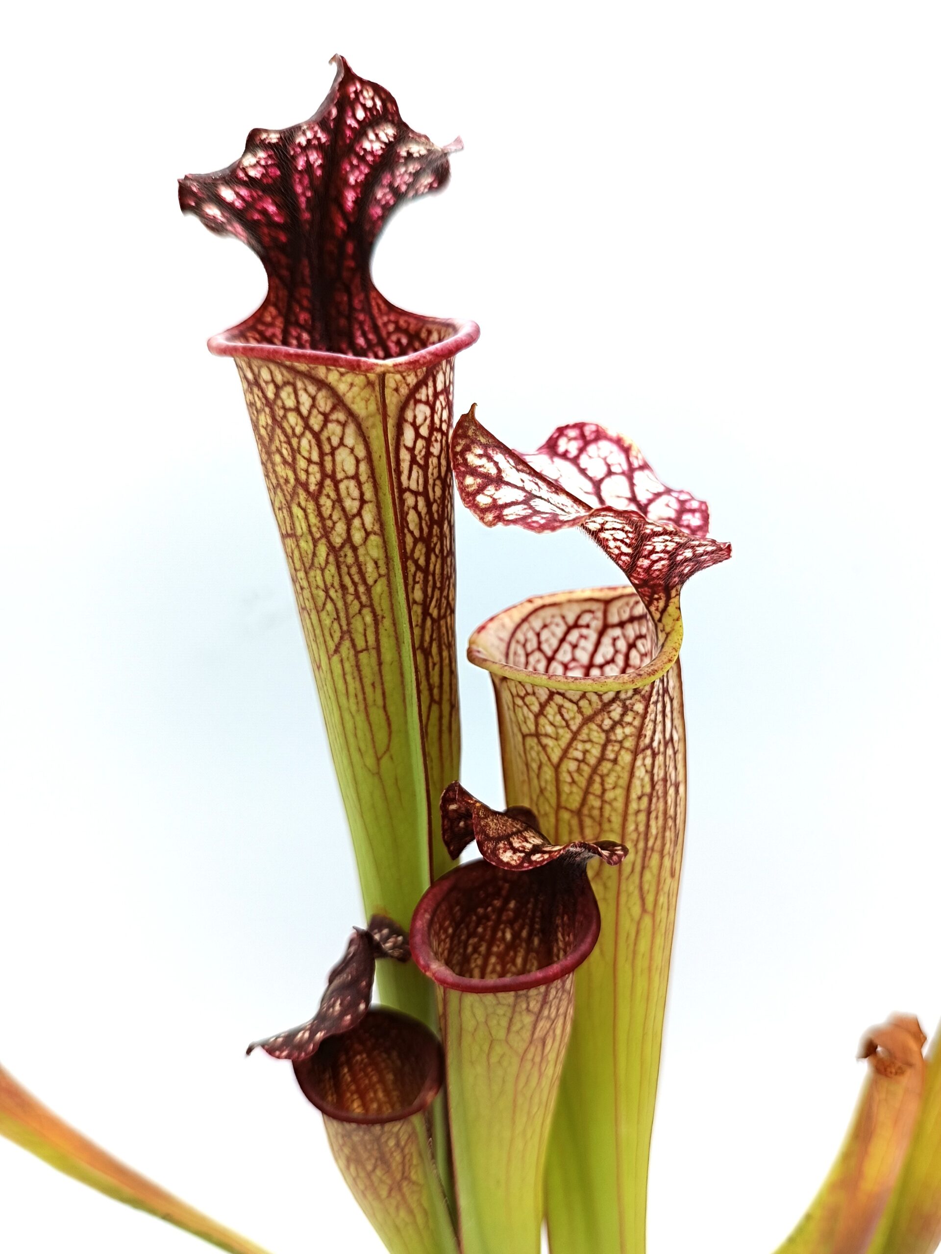 Sarracenia (x Tyrex) x (x bloody punch)2