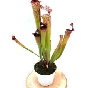 Sarracenia (x Tyrex) x (x bloody punch)3