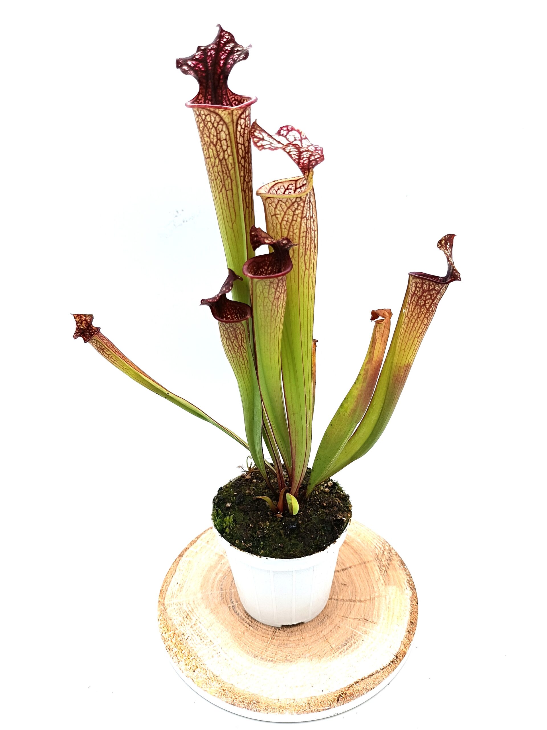 Sarracenia (x Tyrex) x (x bloody punch)3