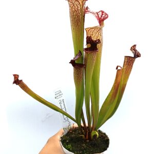 Sarracenia (x Tyrex) x (x bloody punch)4