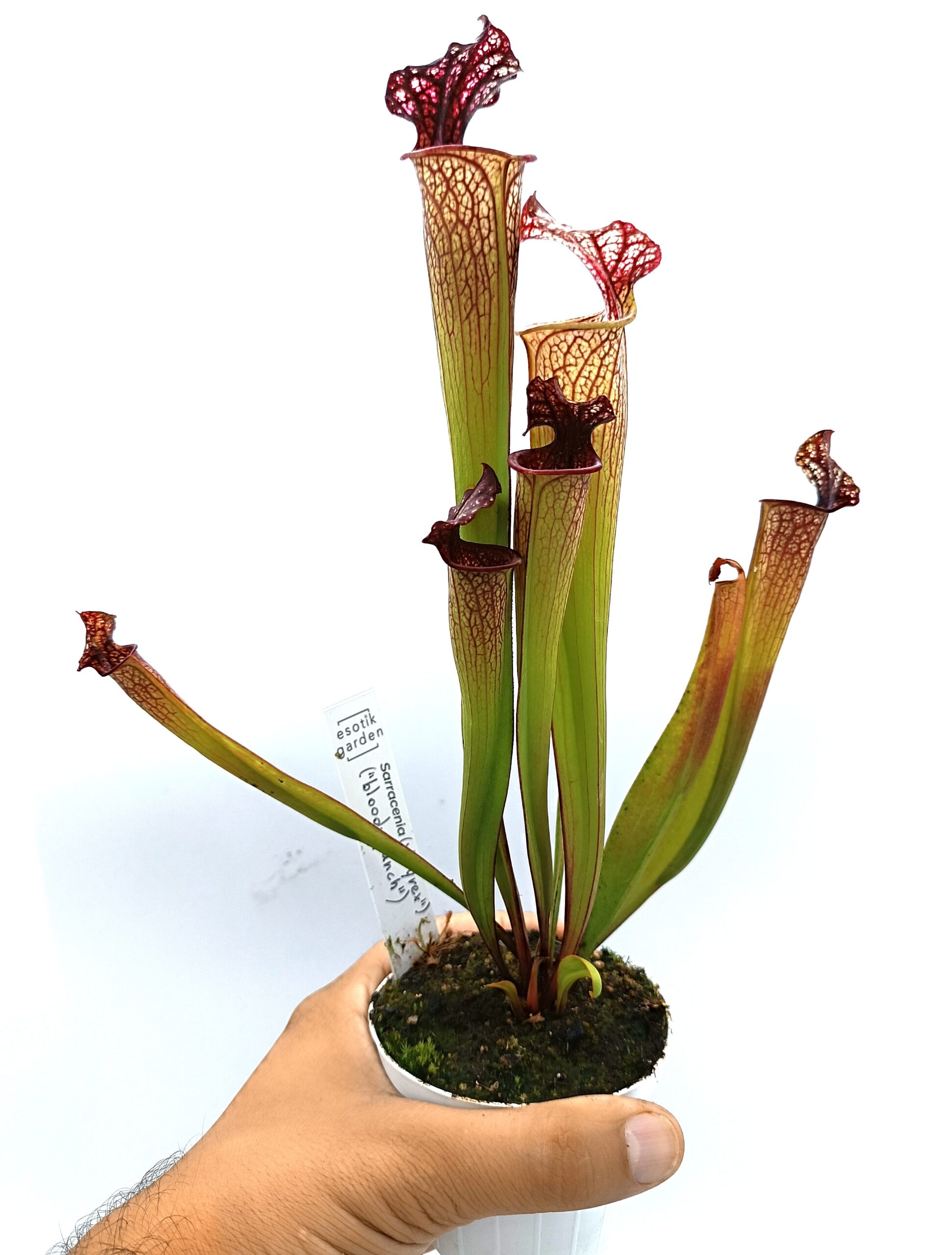 Sarracenia (x Tyrex) x (x bloody punch)4